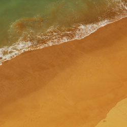 Tiptoe through the Tulips of Washington