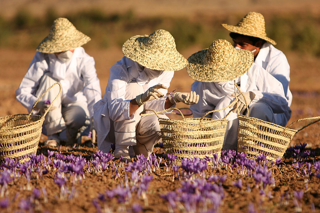 Harvesting saffron in natanz